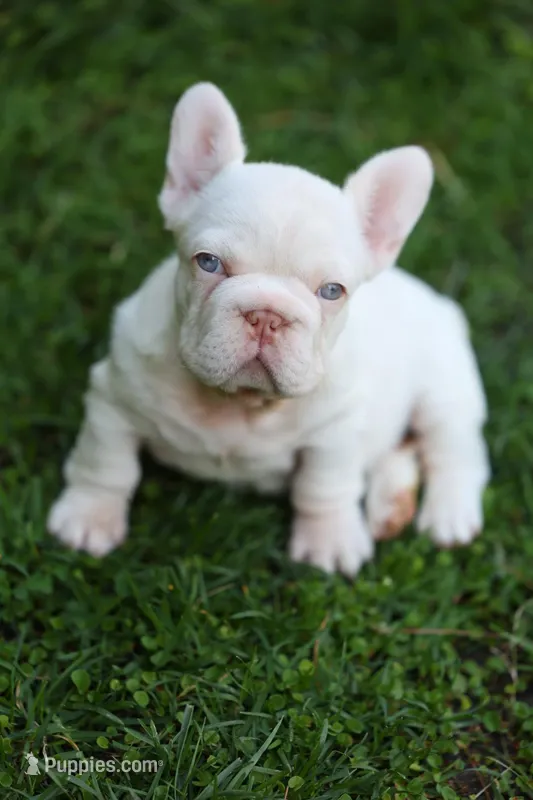 Zelda – French Bulldog puppy for sale in Temecula, CA