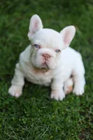 Zelda, a female French Bulldog for sale in Temecula, CA – Photo 1 of 8