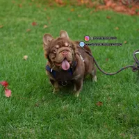 Pumba, a male French Bulldog for sale in Temecula, CA – 1 of 1