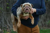 Sandy, a female English Bulldog for sale in Temecula, CA – Photo 3 of 5