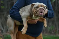 Sandy, a female English Bulldog for sale in Temecula, CA – Photo 2 of 5