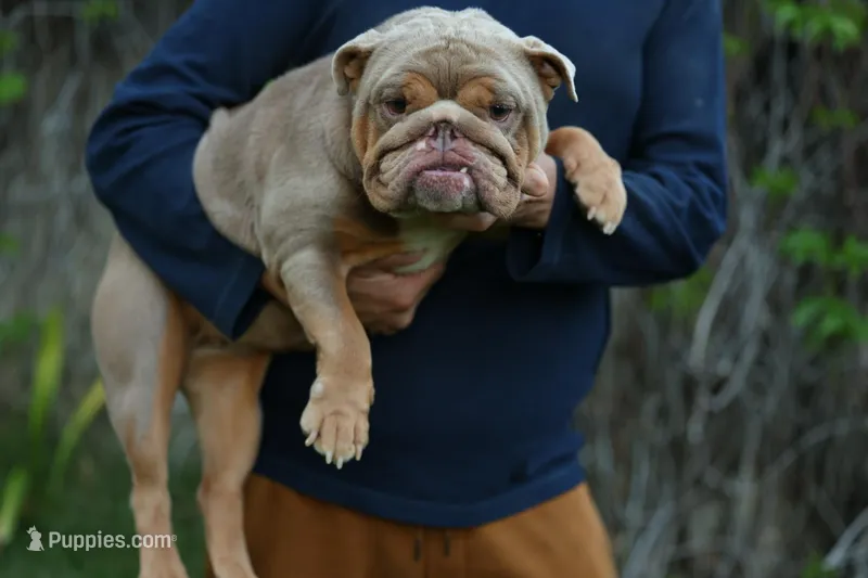 Sandy – English Bulldog puppy for sale in Temecula, CA