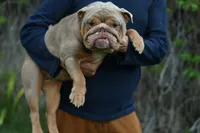 Sandy, a female English Bulldog for sale in Temecula, CA – Photo 1 of 5