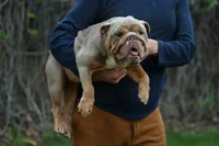 Sandy, a female English Bulldog for sale in Temecula, CA – Photo 4 of 5