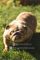 Fantasy, a female English Bulldog for sale in Temecula, CA – 1 of 1