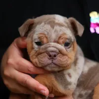 Roxy, a female English Bulldog for sale in Temecula, CA – Photo 2 of 2