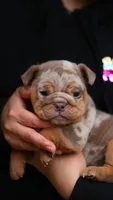 Roxy, a female English Bulldog for sale in Temecula, CA – Photo 2 of 2