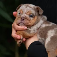 Roxy, a female English Bulldog for sale in Temecula, CA – Photo 1 of 2