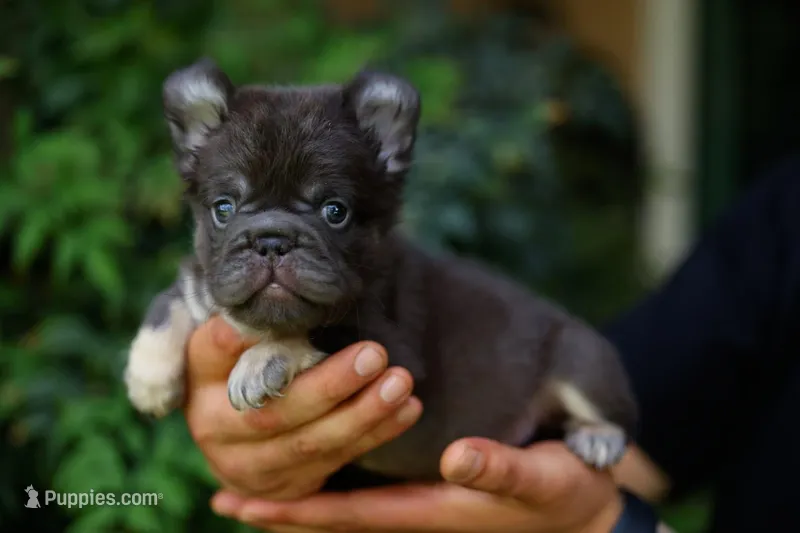 Walter  – French Bulldog puppy for sale in Temecula, CA