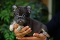 Walter , a male French Bulldog for sale in Temecula, CA – Photo 1 of 2
