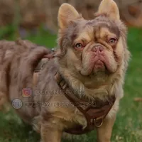 Powerball, a male French Bulldog for sale in Temecula, CA – Photo 2 of 3