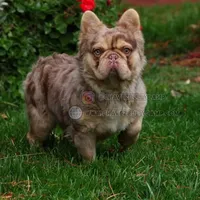 Powerball, a male French Bulldog for sale in Temecula, CA – Photo 3 of 3