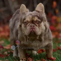 Powerball, a male French Bulldog for sale in Temecula, CA – Photo 1 of 3