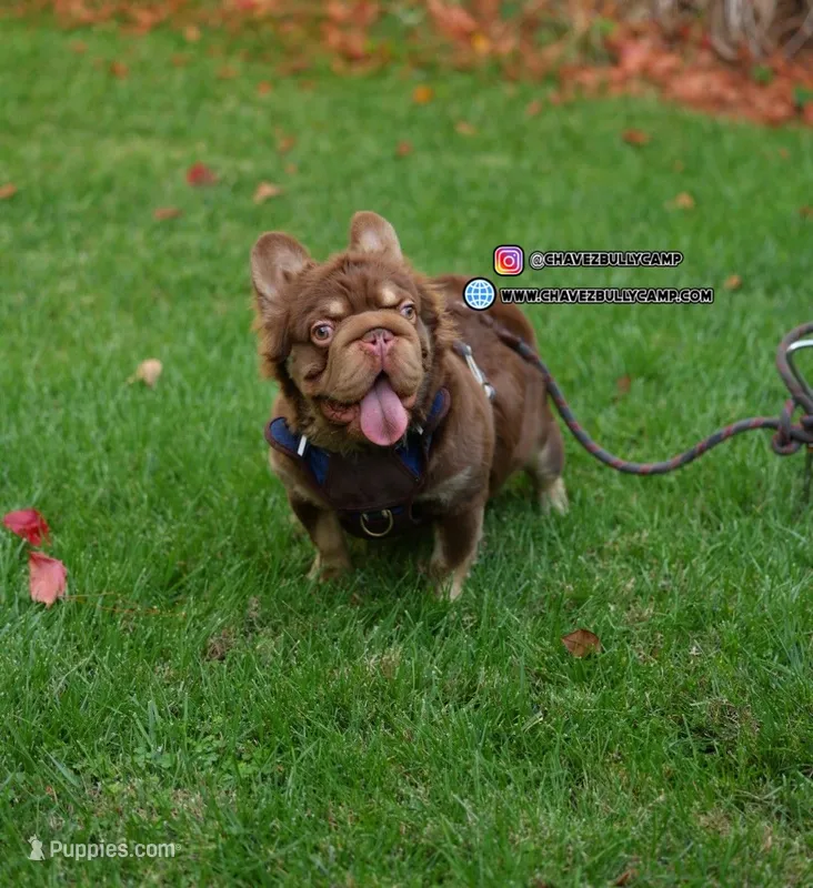 Pumba – French Bulldog puppy for sale in Temecula, CA