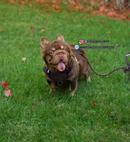 Pumba, a male French Bulldog for sale in Temecula, CA – 1 of 1