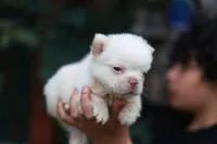 Snow ball, a male French Bulldog for sale in Temecula, CA – Photo 2 of 2