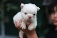 Snow ball, a male French Bulldog for sale in Temecula, CA – Photo 1 of 2