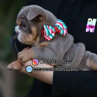 Sandy, a female English Bulldog for sale in Temecula, CA – Photo 1 of 2