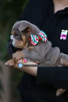 Sandy, a female English Bulldog for sale in Temecula, CA – Photo 1 of 2