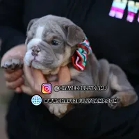 Sandy, a female English Bulldog for sale in Temecula, CA – Photo 2 of 2