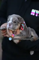 Sandy, a female English Bulldog for sale in Temecula, CA – Photo 2 of 2