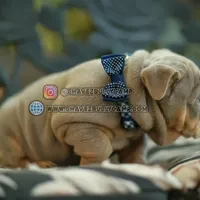 Bull, a male English Bulldog for sale in Temecula, CA – Photo 2 of 2