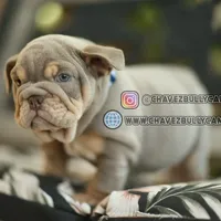 Bull, a male English Bulldog for sale in Temecula, CA – Photo 1 of 2