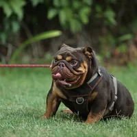 Hershey, a male English Bulldog for sale in Temecula, CA – Photo 1 of 2