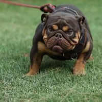 Hershey, a male English Bulldog for sale in Temecula, CA – Photo 2 of 2