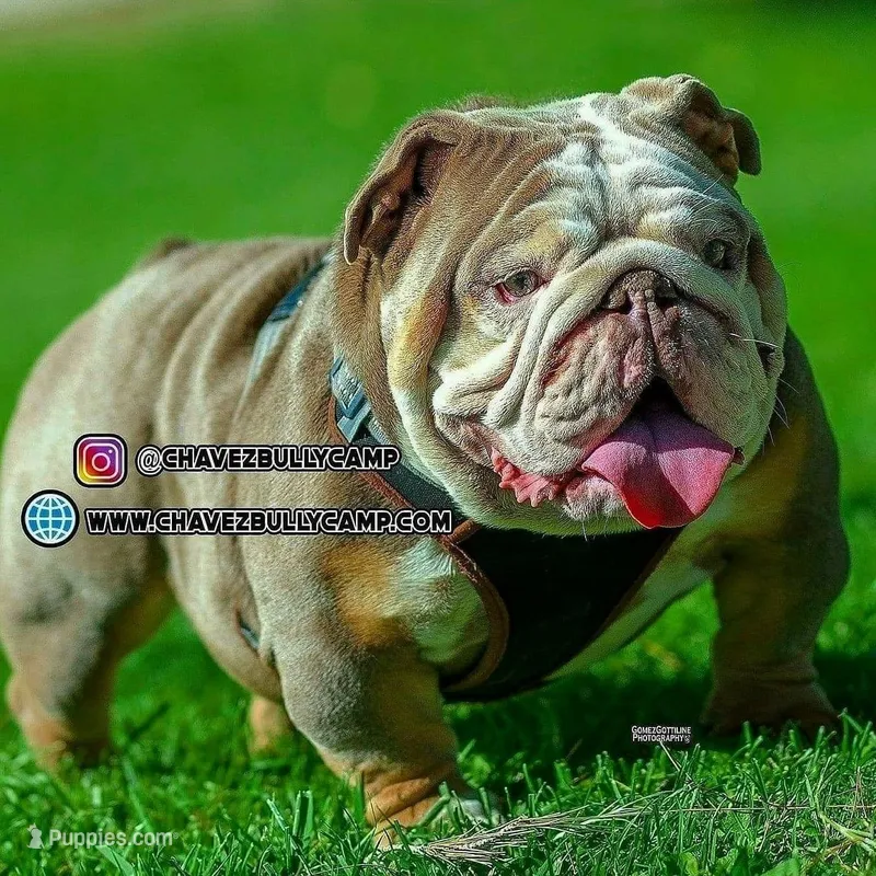 King cobra – English Bulldog puppy for sale in Temecula, CA