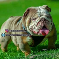 King cobra, a male English Bulldog for sale in Temecula, CA – 1 of 1