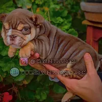 Marshmallow, a female English Bulldog for sale in Temecula, CA – Photo 2 of 2