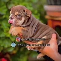 Marshmallow, a female English Bulldog for sale in Temecula, CA – Photo 1 of 2