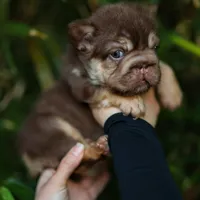 Diablo , a male French Bulldog for sale in Temecula, CA – Photo 2 of 3