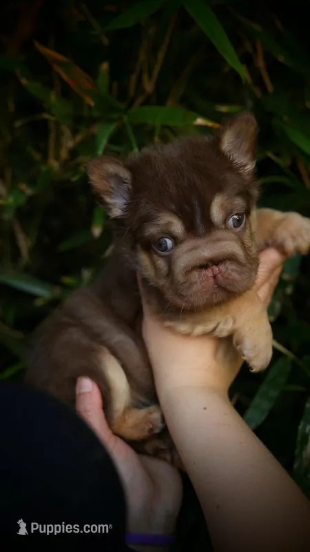 Diablo  – French Bulldog puppy for sale in Temecula, CA