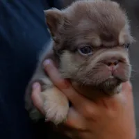 Diablo , a male French Bulldog for sale in Temecula, CA – Photo 3 of 3