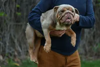 Katana, a female English Bulldog for sale in Temecula, CA – 2 of 3
