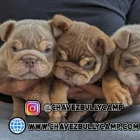 English bulldog, a male English Bulldog for sale in Temecula, CA – Photo 1 of 4