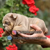English bulldog, a male English Bulldog for sale in Temecula, CA – Photo 2 of 4