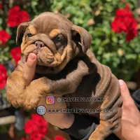 English bulldog, a male English Bulldog for sale in Temecula, CA – Photo 3 of 4