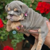English bulldog, a male English Bulldog for sale in Temecula, CA – Photo 4 of 4
