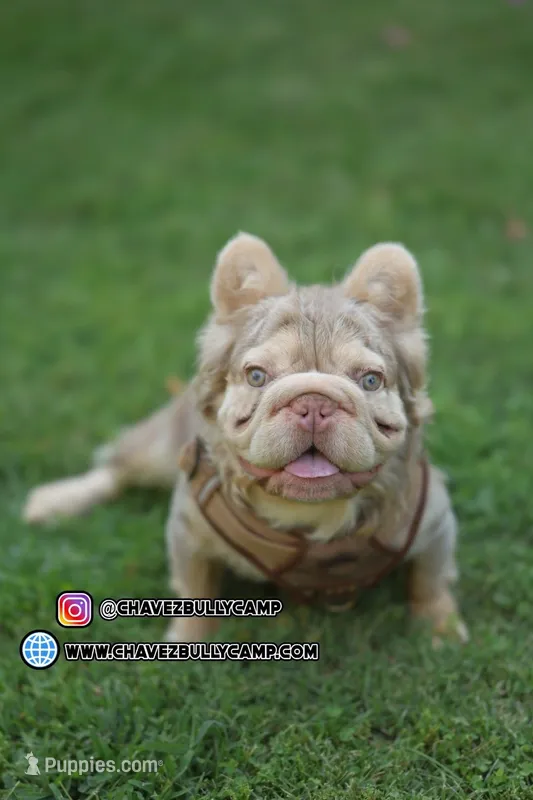 Balenciaga – French Bulldog puppy for sale in Temecula, CA