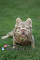 Balenciaga, a male French Bulldog for sale in Temecula, CA – 1 of 1