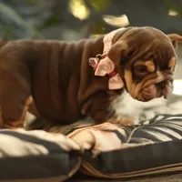 Roxy, a female English Bulldog for sale in Temecula, CA – Photo 2 of 3