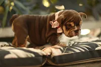 Roxy, a female English Bulldog for sale in Temecula, CA – Photo 2 of 3