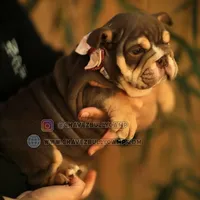 Roxy, a female English Bulldog for sale in Temecula, CA – Photo 3 of 3