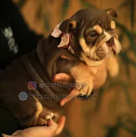 Roxy, a female English Bulldog for sale in Temecula, CA – Photo 3 of 3