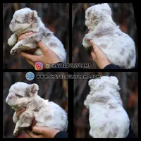 Snow white, a female French Bulldog for sale in Temecula, CA – Photo 1 of 4