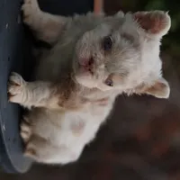 Snow white, a female French Bulldog for sale in Temecula, CA – Photo 4 of 4