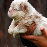 Snow white, a female French Bulldog for sale in Temecula, CA – Photo 3 of 4